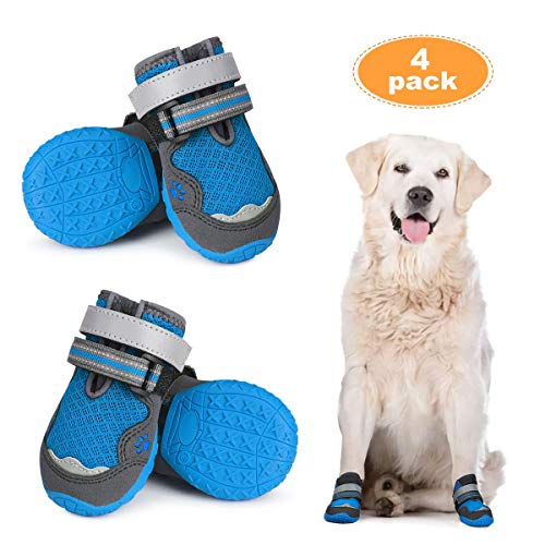 dog boots in store