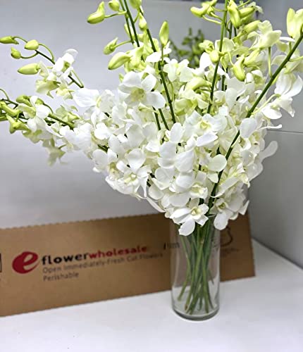 Premium Dendrobium Orchids in Glass Vase (20 stems)
