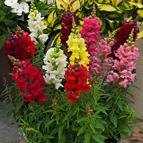 Park Seed Snap Dragon Flower Plant Seeds – Sonnet Mix with Fragrant Upright Spikes in Carmine, Rose, White, Yellow and More, Medium-Tall Pollinator-Friendly Blooms for Beds or Bouquets, Pack of 100