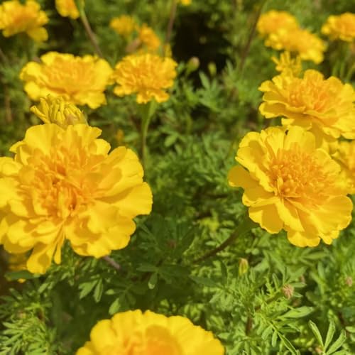 semi di calendula, giardino resistenti esterno 400pcs