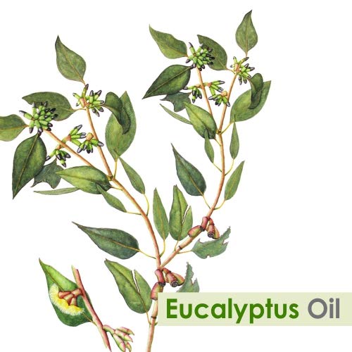 Image of Crysalis Eucalyptus Oil 15 ml (0.51 fl oz) - Fresh Camphoraceous Aromatic Oil for Soap Making, Haircare & DIY Blends