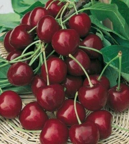 1 x Burlat Cherry Tree 3-4ft 6L Pot Dark Red Sweet & Juicy Cherries Ready to Fruit