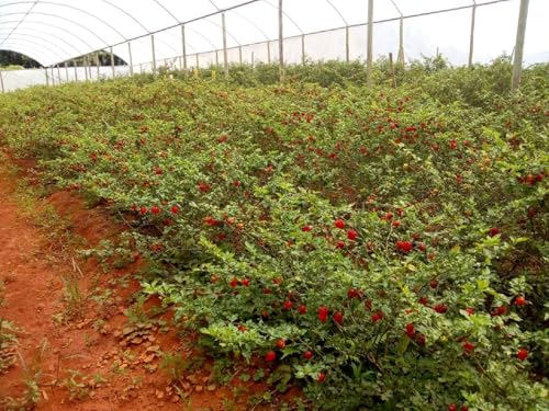 VICIADO EM PIMENTAS - Molho de Pimenta Mais Forte do Mundo Desafiadora da Pepper X Rótulos Personali