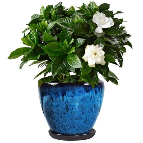 Ceramic Plant Pot with Saucer