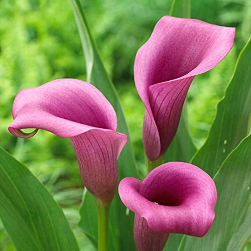 Calla Lilien, Elegante, Lange Blütezeit, Bienenfreundlich, Calla Lily, Gemischte Farben, Winterhart MehrjäHrige, Ideale Garten,-10zwiebeln-G