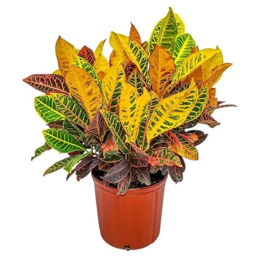 Croton Petra Plant - Tropical Home Decor