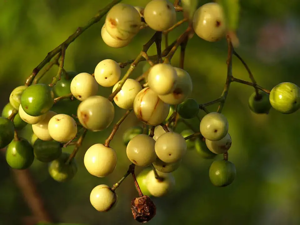 20 Chinaberry Tree Seeds (Melia azedarach)