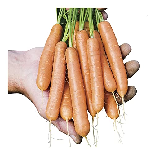 Park Seed Carrot Plant Seeds, Variety of Pack Sizes and Colors, Spring Garden, Mini Adelaide Hybrid, Pack of 100