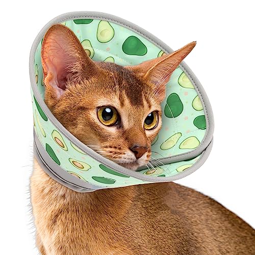 Elizabethan Collar Cat The 15 best products compared Wild Explained