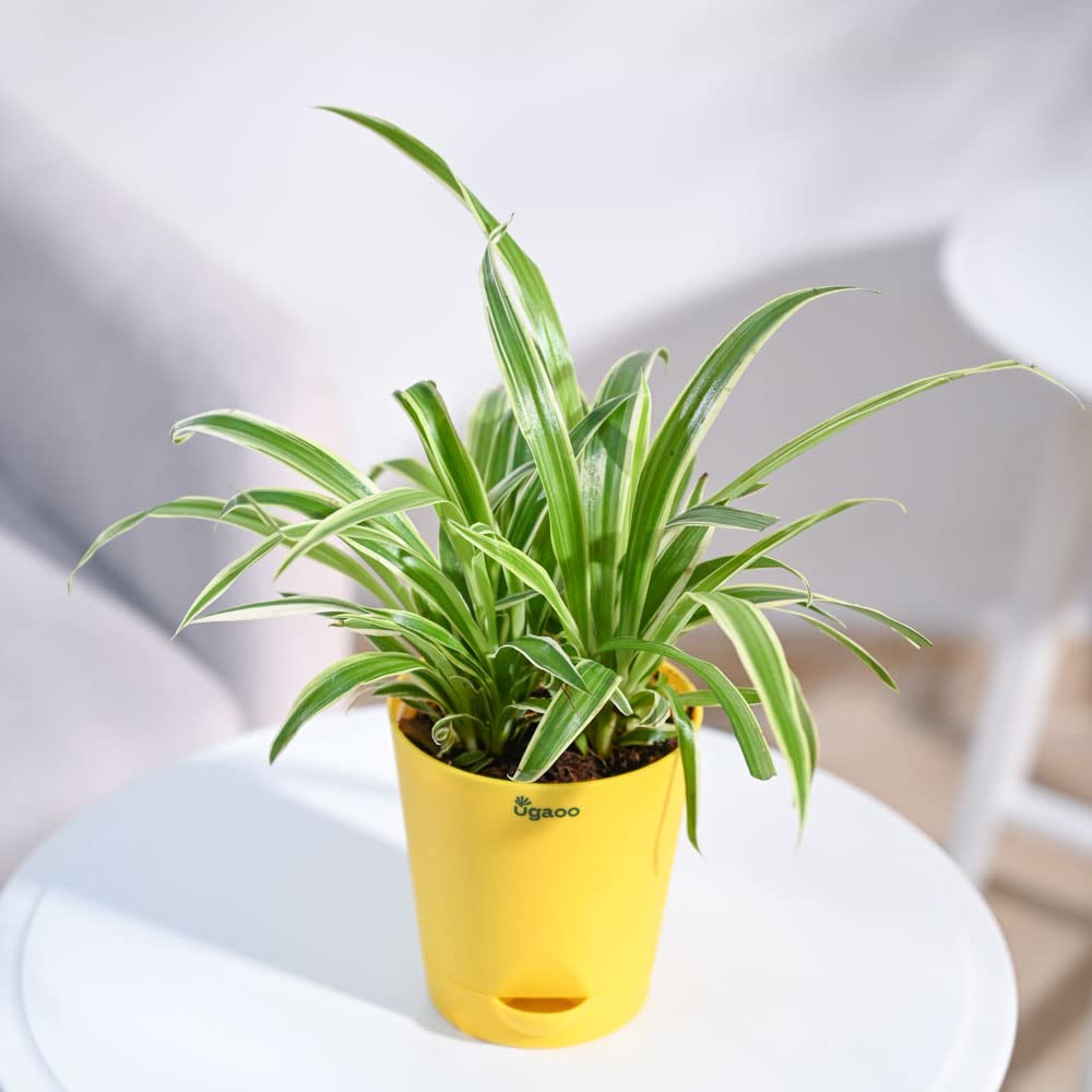 UGAOO Spider Plant Indoor Live with Self Watering Pot (4 Inch - Small) - Image 3