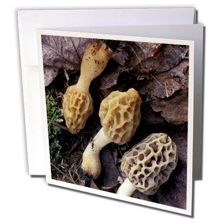 Cartes de vœux Morel champignons Ian Adams 15x15cm lot de 6