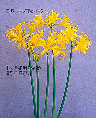 リコリス　オーレア　特大級2球 直径約6.5〜7.5 リコリス オーレア 特大級2球 直径約6.5〜7.5ブランド