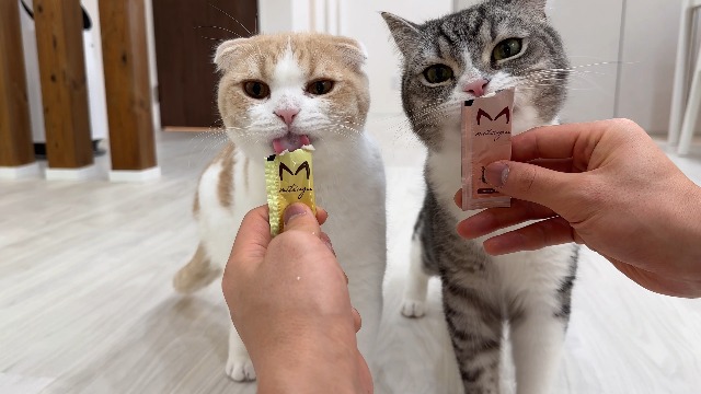 Amazon.co.jp: もちまる日記プロデュース 貢 mitsugu プレミアム