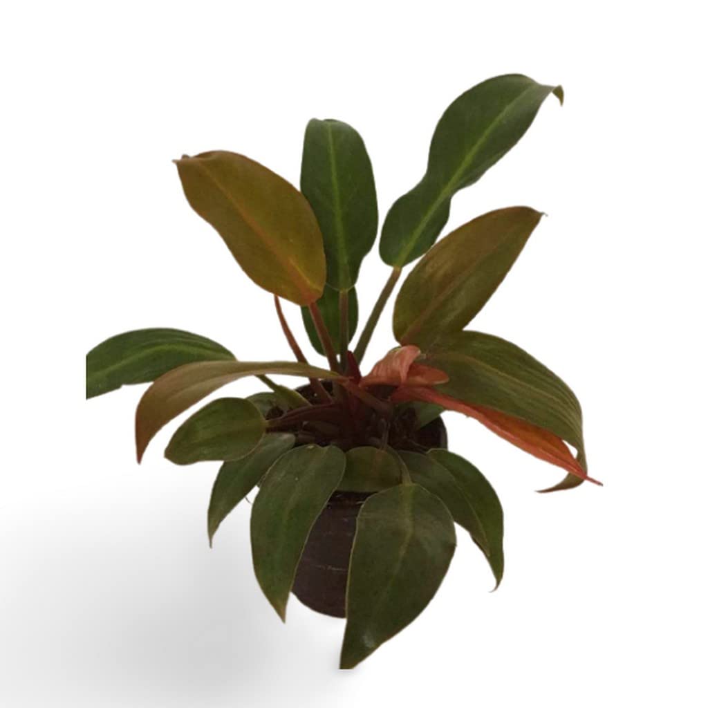 Creative Farmer Indoor Plant Oxygen Philodendron Erubescens Red Emerald  Bluish Grey-Green For Desk (Healthy Live Plant) : Amazon.in: Garden &  Outdoors