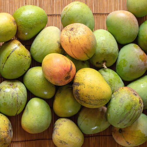 Image of Rare Beverly Mango Plant Fruit After 1-2 Years1 Healthy Grafted Live Plant 2-3 Feet Height PB 49