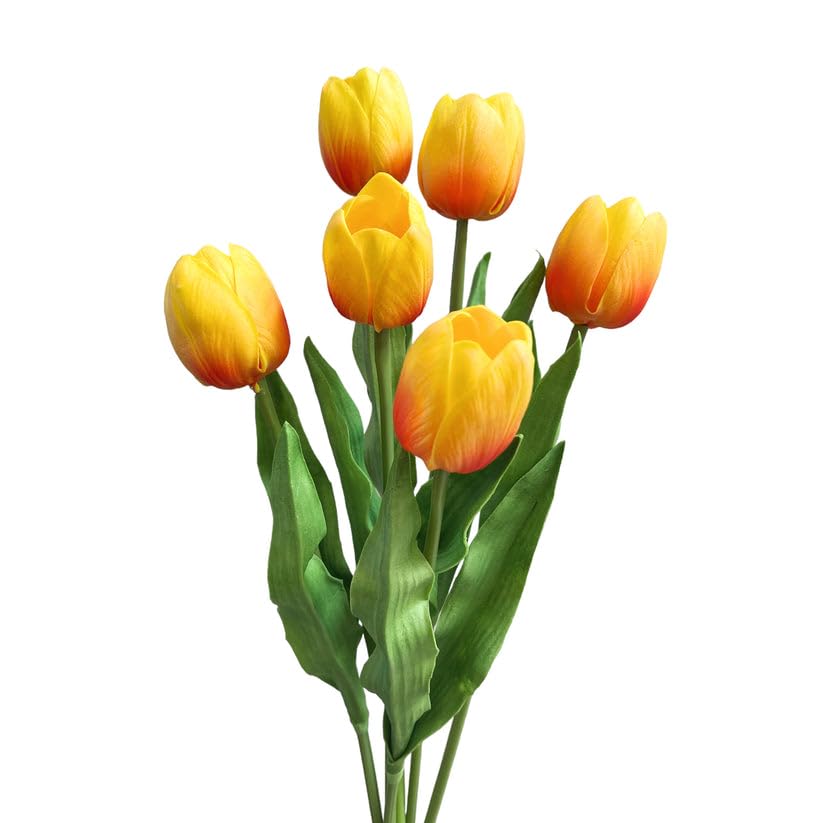 Cutefornia Elegant 20