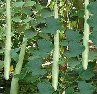 Rare Organic Vegetable Squash Seeds "Lagenaria Snake" Bottle Vietnamese Zucchini