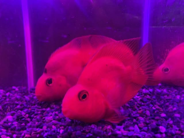 Amazon | （熱帯魚）パープルレッド パロットファイヤーシクリッド 