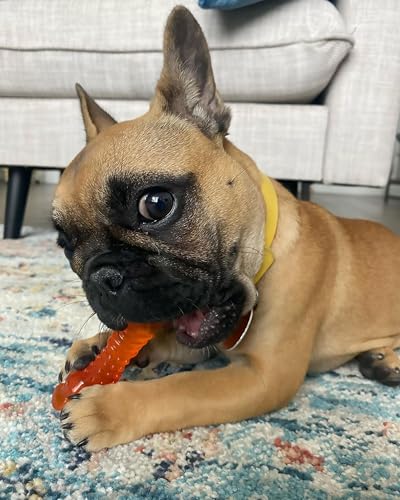 Nylabone 984680 Kühlender Kauknochen für Welpen, Lamm- und Apfelgeschmack, einfrieren zur Beruhigung des Zahnfleisches beim Zahnen, Größe S (bis 11 kg ohne ausgewachsene Zähne), 70 g