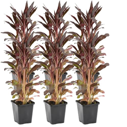 Bloomique - Lot de 6 - Lobelia Queen Victoria - Lobélie cardinalis - Lobélie écarlate - Rouge - Plantes de bassin - Plantes aquatiques - Rustique - Hauteur...