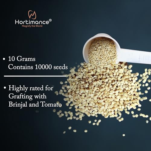 Image of Hortria Turkey berry seeds used for grafting brinjal and tomato, 10 grams, Contains 10000 seeds.