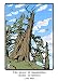 Produktbild Bristlecone Pine: Boxed Set of 6 Cards