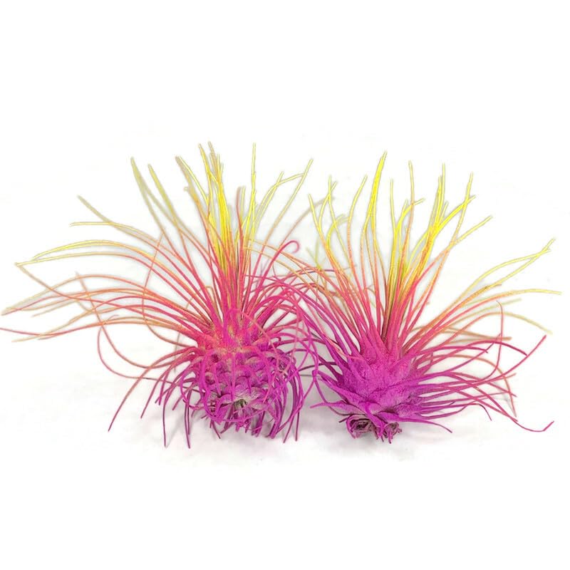 Image of Thin Air Plant, Guatemala Tillandsia Live Airplant, Healthy Arrival Guaranteed, Great Indoor Plant, Home Decor & Gift (2 Rainbow #3)