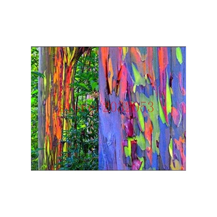 Buy 200 rainbow tree seeds Eucalyptus deglupta RAINBOW EUCALYPTUS TREE