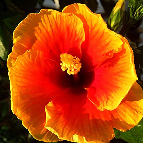 Yegaol Garden 20Pcs Yellow Orange Hibiscus Seeds Perennial Non-Gmo Container Indoor Outdoor Garden Plant Flower Seeds #TOP1