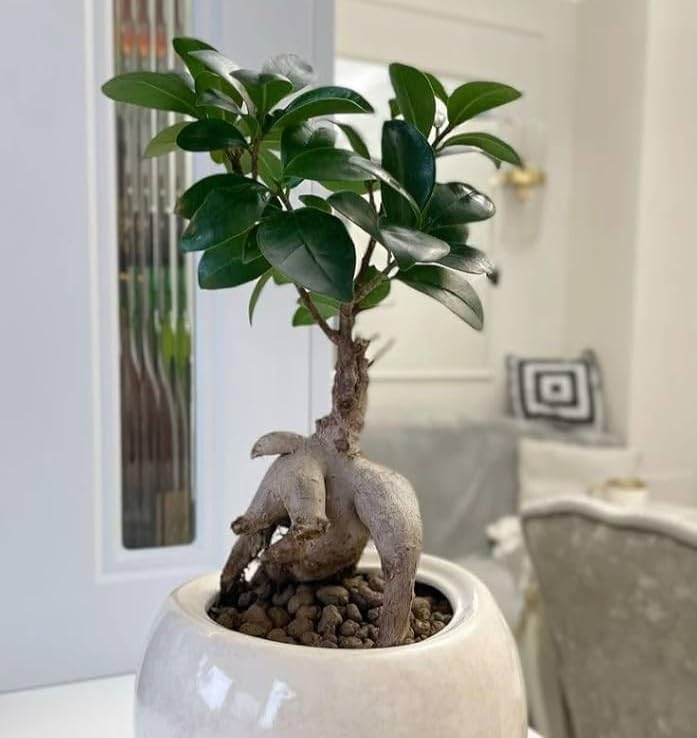 Ficus Microcarpa Chinese Banyan Live Bonsai Plant in Pot for Home Decoration and Tabletop Display (Pack of 1 Live Plant)-image-26