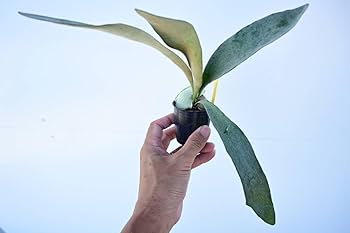 Amazon.co.jp: P.OMO 'Polar Bear'① @bikamori.com オモ ポーラー