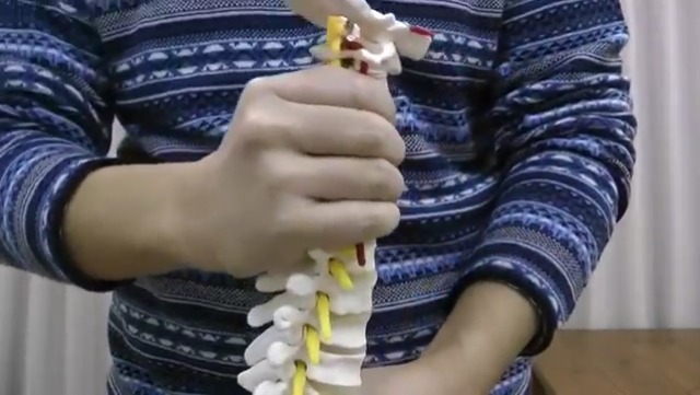 脊柱管模型 楽天市場】人体模型 骨 等身大 脊椎 模型 実物大 90センチ 脊髄