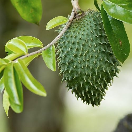 Semillas de guanábana 30 piezas verdes
