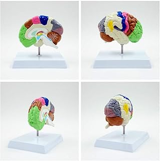 The Brain Model of The Human Right Brain Function Model of Human Brain Medical,Color Brain Half Model Human Cross-Section Anatomical Exploded Skull