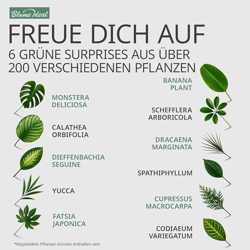 Pflanzenüberraschung | 6er-Set | ca. 30-70 cm | Ø 12-15 cm Topf | Zimmerpflanzen für Wohnung und Büro | Qualität vom Pflanzen Profi | Geniale Raumbegrünung