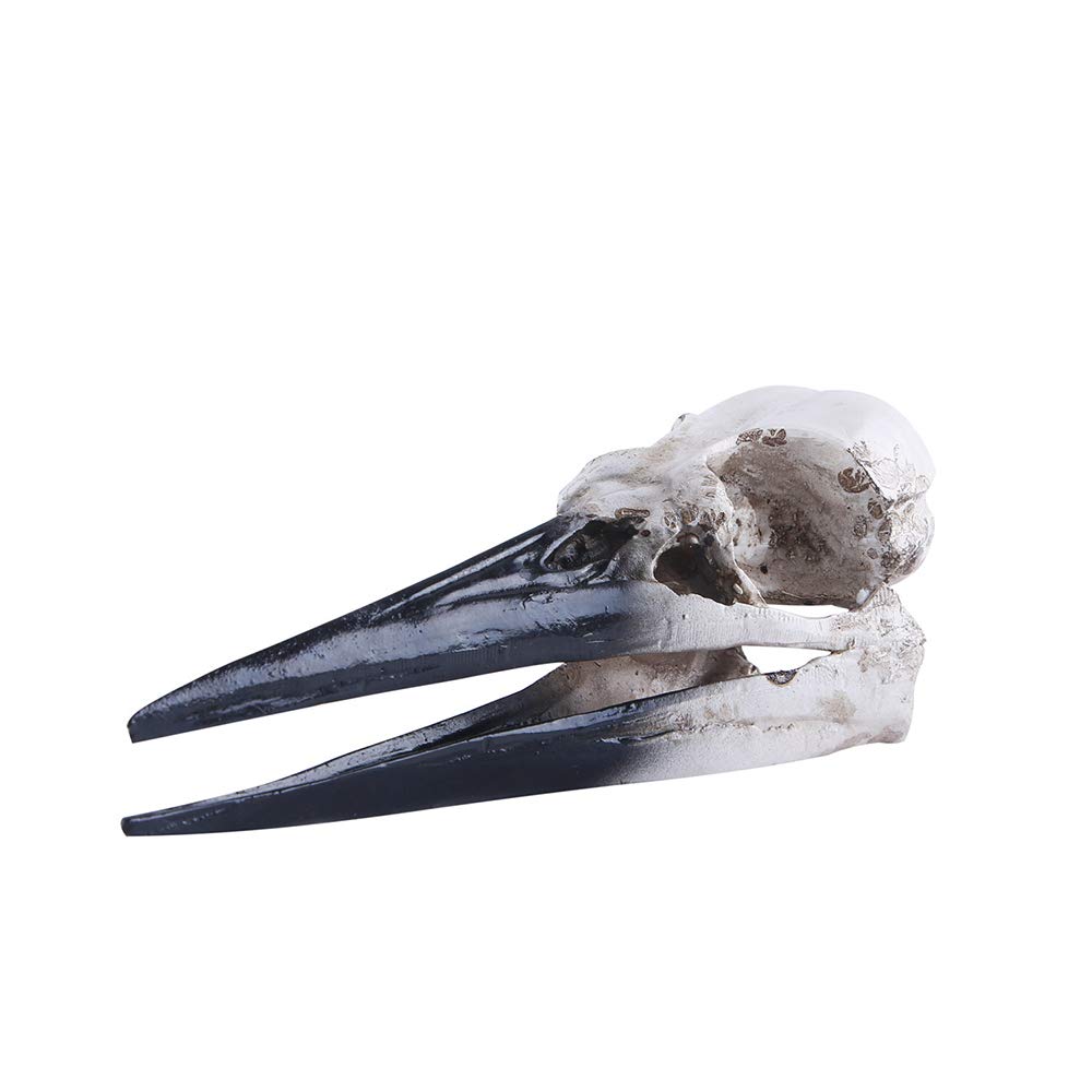 Pterosaurio Resina cráneo artesanía Dinosaurio cráneo réplica Esqueleto Modelo espécimen Modelo réplica
