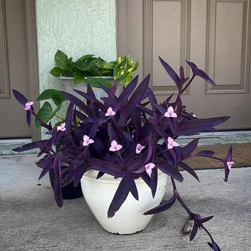 Bigreen Live Purple Heart Hanging Plant | Organic Hybrid Indoor & Outdoor  Garden Plant | Low Maintenance & Good Luck Plant | 1 Healthy Live Plant  (Podha) : Amazon.in: Garden & Outdoors