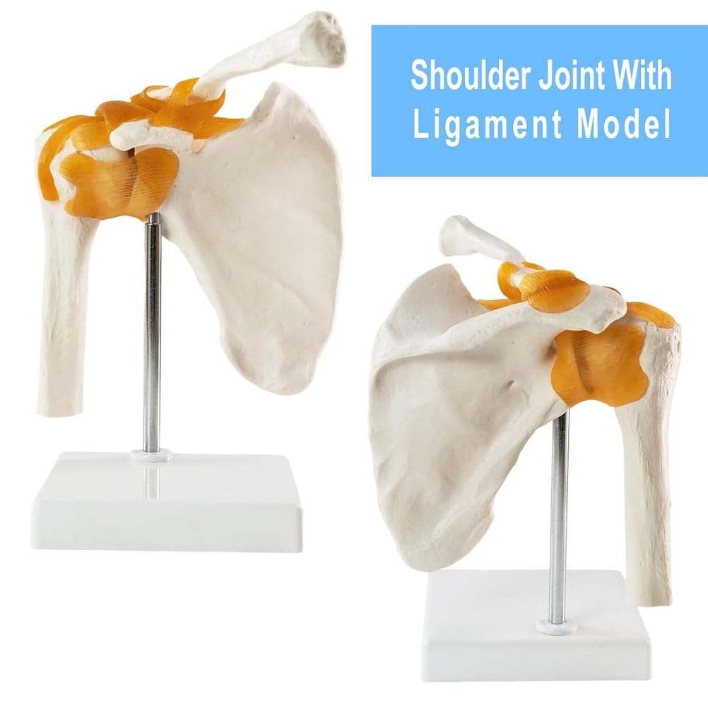 Modelo anatómico humano para educación médica, modelo de articulación trinuclear, escala 1:1 para rodilla, hombro, columna vertebral, pelvis, ideal para introducción al paciente y terapia física