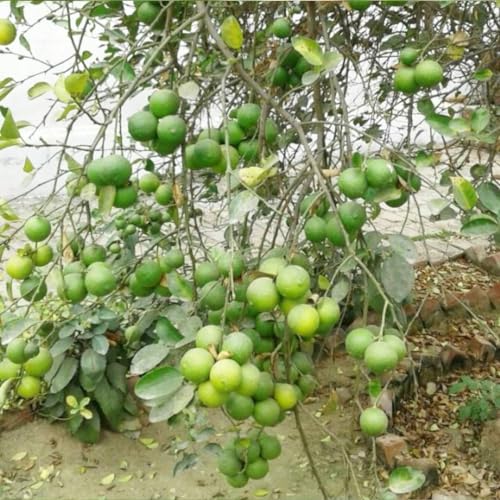 Image of Bahan Traders Seedless Lemon All Season Bearing Live Air Layered Plant Hybrid Nimbu Tree in a plastic grow bag