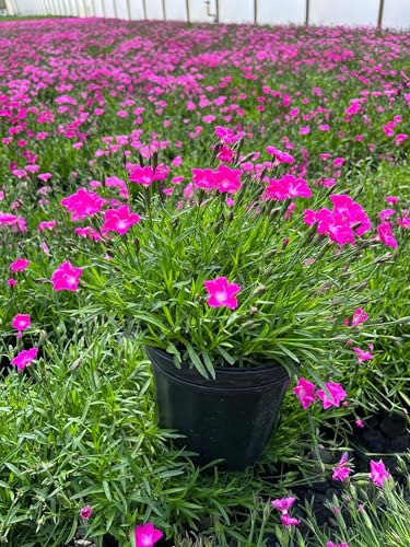 Perennial Farm Marketplace (Garden Pinks) Perennial, Size-#1 Container Dianthus x Kahori, Dark Fuschia Flowers