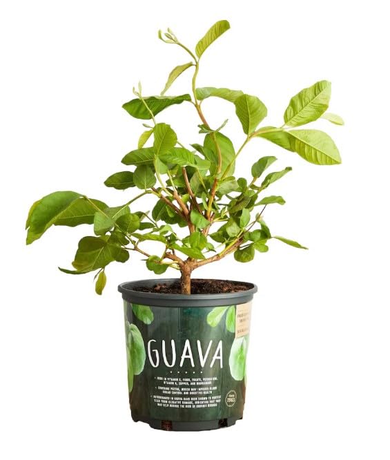 Guava Tree Live Plant (1 Gallon Pot 16-22 Tall) Fast Growing Tropical Fruit Tree Sweet Guava Container Friendly Easy to Grow Warm Climate (Zones 911)