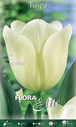 BULBI AUTUNNALI TULIPANO TRIUMPH AGRASS WHITE CONFEZIONE DA 10 BULBI BULBS BULBES