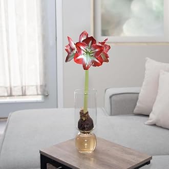Amaryllis Bulbs Kit: Minerva in Stunning Custom Glass Vase NO Messy Soil Necessary Indoor Flowers and Blooms Many Color Options Red, Pink, White Wax Waxed Amaryllis Bulb Bulk