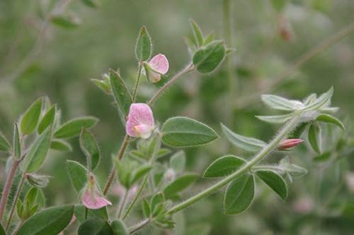 Miniatura 4 de Semillas de flores de pie de pájaro americano "Spanish Clover" para plantar, más de 1000 semillas por paquete, semillas de jardín de Isla (semillas