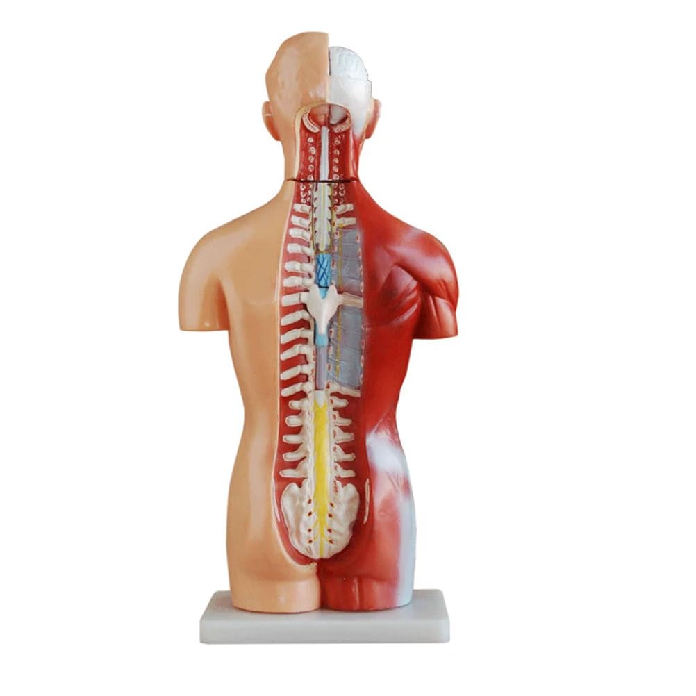 Modelo de anatomía de Torso Humano de 42 cm, Modelo de anatomía Realista de Alta simulación, Material de PVC no tóxico, Reutilizable