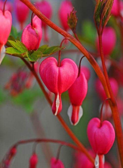 See full amazon price history chart for Oakwood Farms® Bleeding heart flower bulbs | dark pink Flower bulbs For Indoor/Outdoor home Gardening Pack of 6 bulbs Oakwood Farms® Bleeding heart flower bulbs | dark pink Flower bulbs For Indoor/Outdoor home Gardening Pack of 6 bulbs (B0CM6YKXS2) Amazon Price History, Amazon Price Tracker