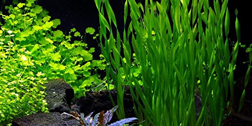 Vallisneria Americana 'Asiatica' x1 Bunch - Live Aquarium Plant