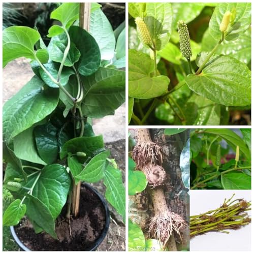 Chui Jhal (Piper Chaba) Plant – Fresh & Vigorous Choi Jhal Pepper Tree",CF_SG01