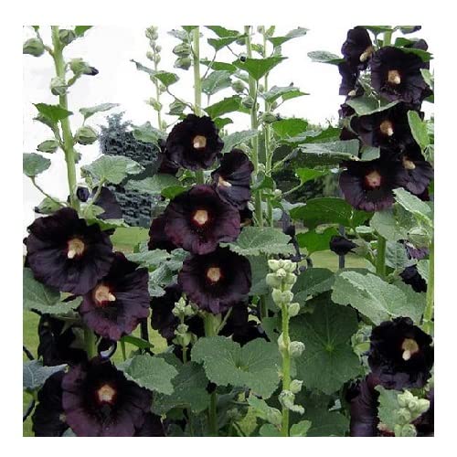Buy4seeds Hollyhock Black Alcea rosea nigra - 120 Seeds Easy to Grow