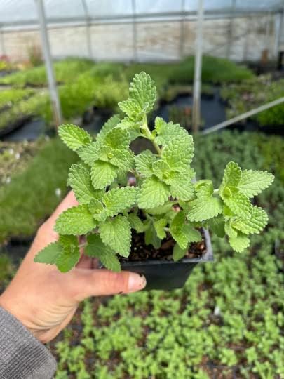Walker's Low Catmint 3.5" pots-Temp Sensitive. Do not Order in Extreme hot or Cold (5)